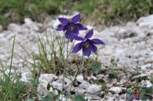 aquilegia einseliana (9)